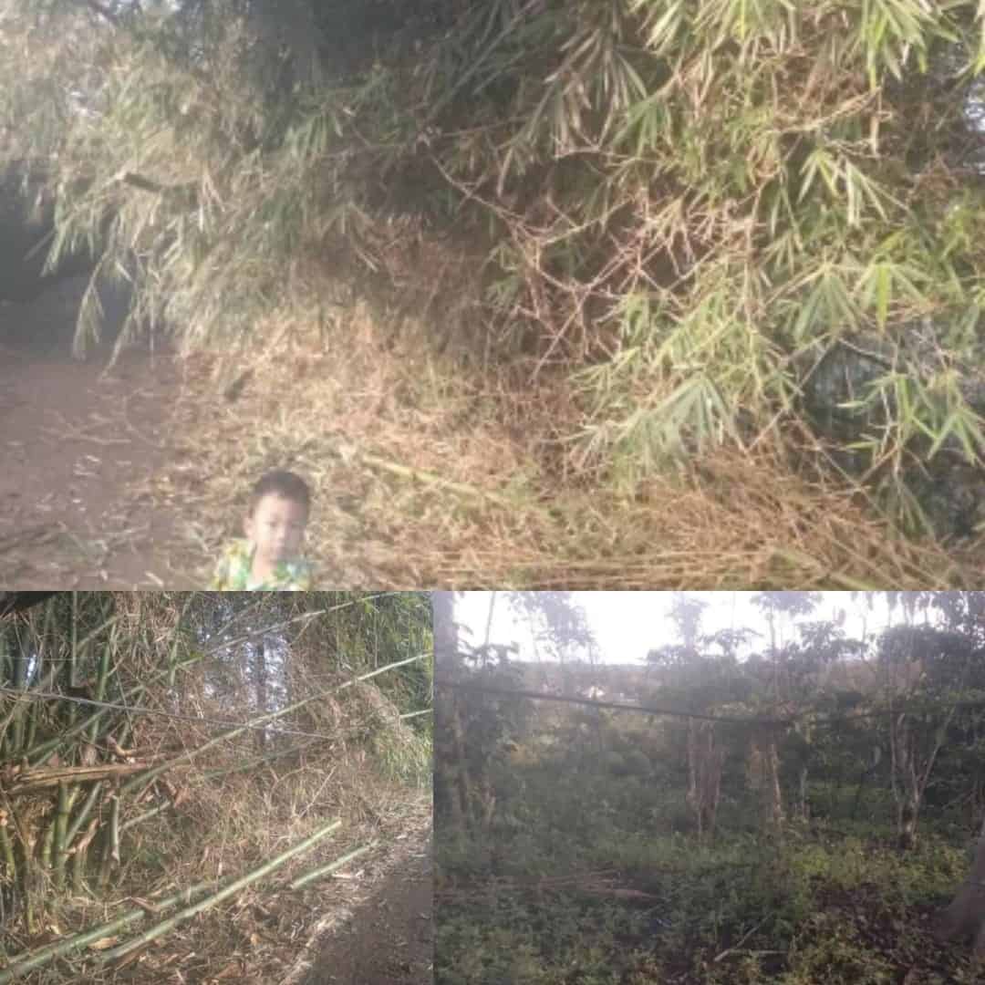 Kabel Listrik Tegangan Tinggi  Tertimpa Pohon Bambu  Masyrakat Cemas Takut Jadi Korban