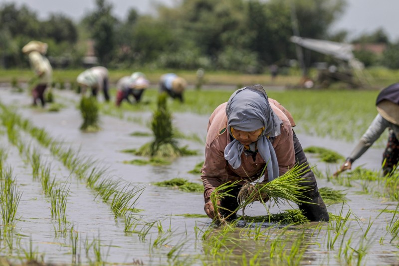 Swasembada Pangan, Indonesia Target Hentikan Impor Beras 2026
