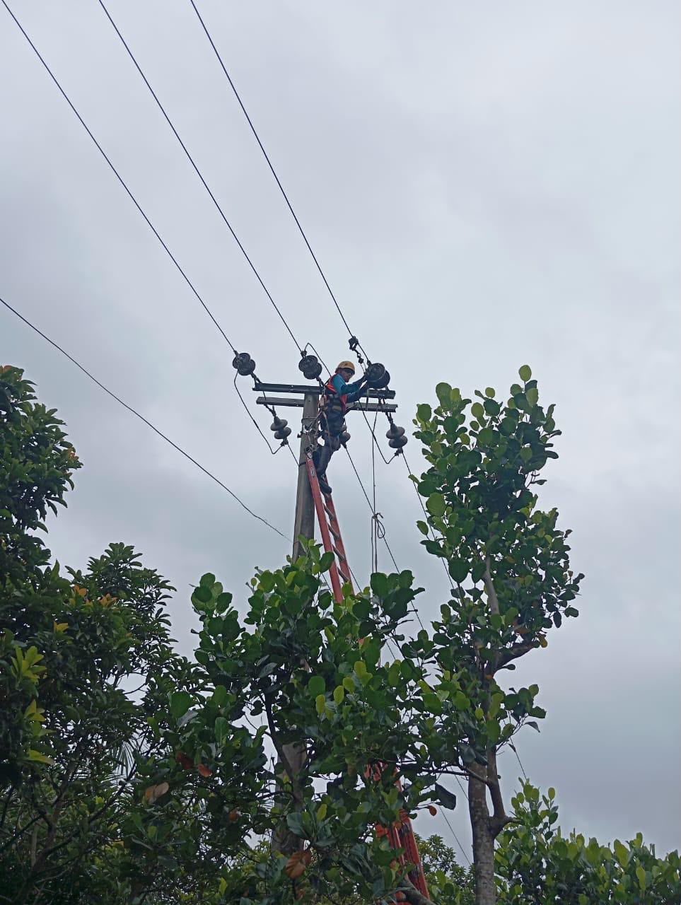 PLN Bergerak Cepat Amankan Jaringan Listrik di Penarik dari Gangguan Dini